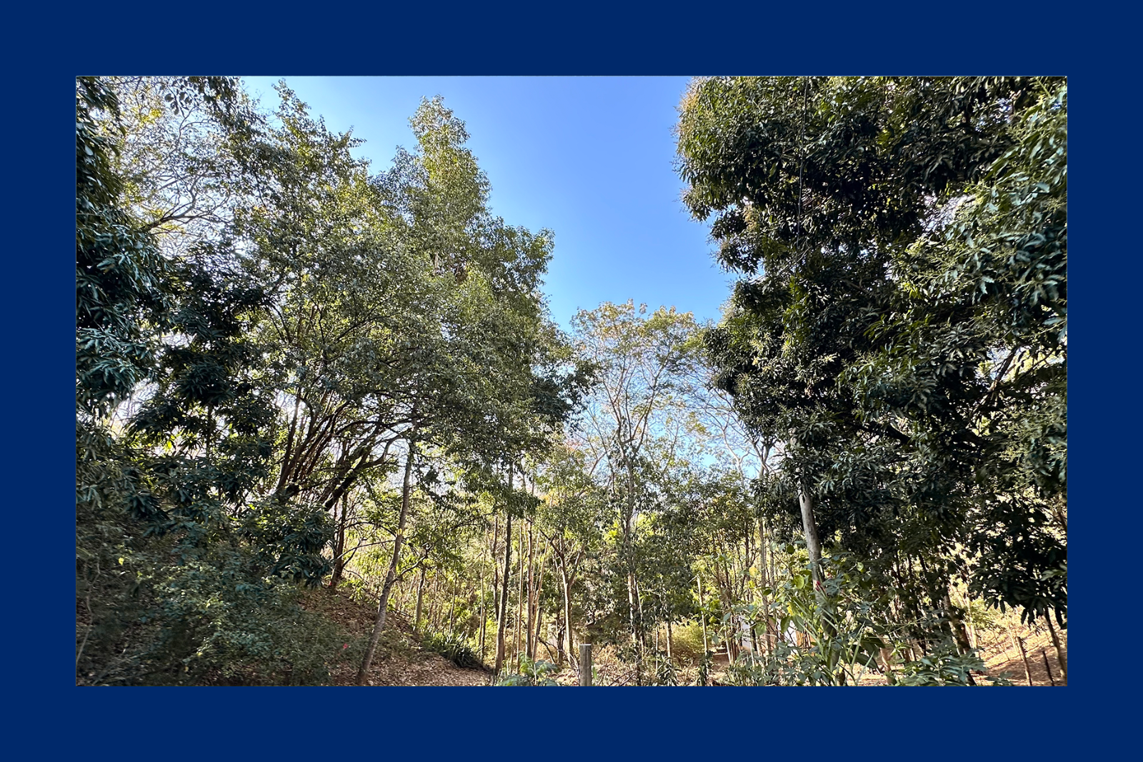 Reserva Florestal de Itapina
